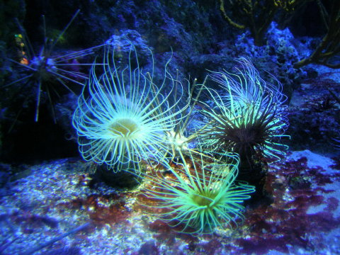 DSCN7133 Aquarium, La Rochelle