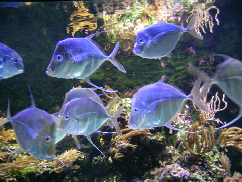 DSCN7142 Aquarium, La Rochelle