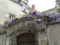 DSCN6825 Wisteria in bloom, La Rochelle