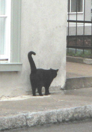 P1080806 Black cat, upper town, Quebec