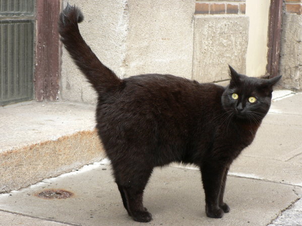 P1080817 Black cat in Quebec City, Canada