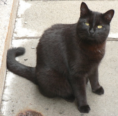 P1080818 Black cat in Quebec City, Canada