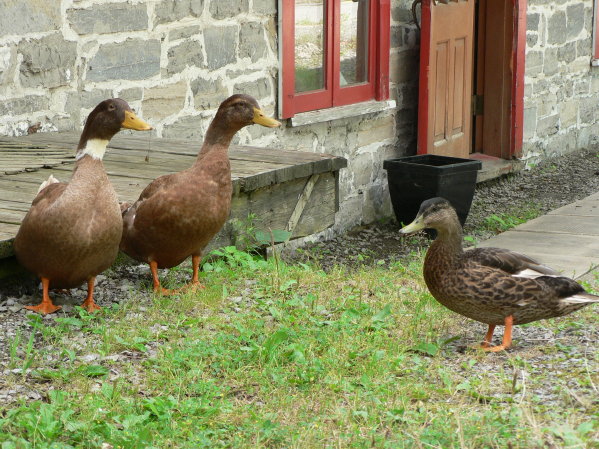 P1080867 Ducks by Marie's bread shop, in Chateau Richer near St Anne de Beaupre