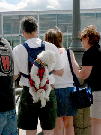 P1090061 (18) Dog in a backpack - old town, Montreal