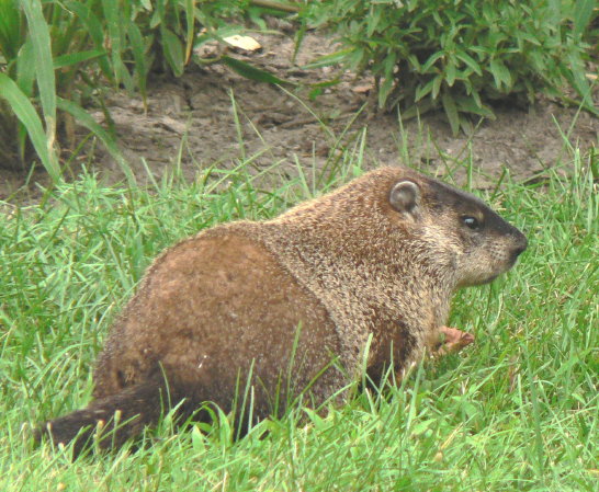 P1090170 Lots of woodchucks, Ile Ste Helene, Montreal