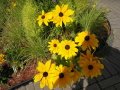 P1080843b (3) Daisys, near Montmorency Falls