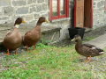 P1080867 Ducks by Marie's bread shop, in Chateau Richer near St Anne de Beaupre