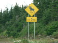 P1080892 Moose crossing, south of Baie St Paul, north of Quebec